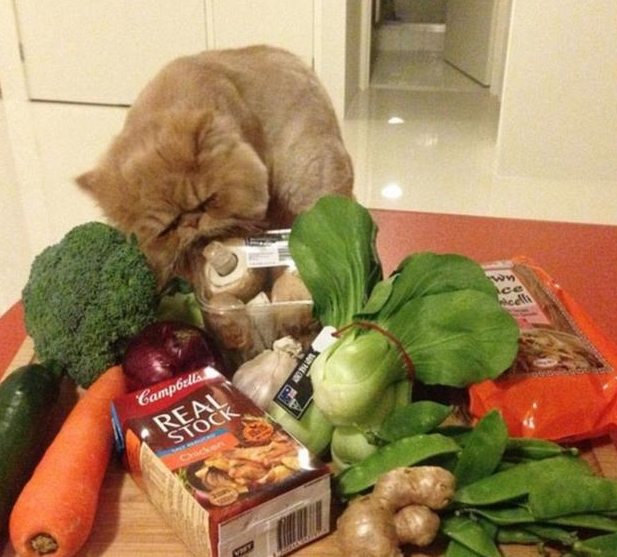 猫咪招牌姿势图片|网上一只新秀猫咪刚刚诞生了(图2)