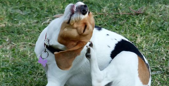 狗正常吗体温范围是多少?这篇文章给你答案(图2)