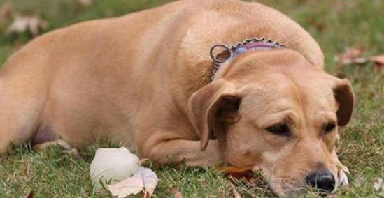 狗正常吗体温范围是多少?这篇文章给你答案(图1)