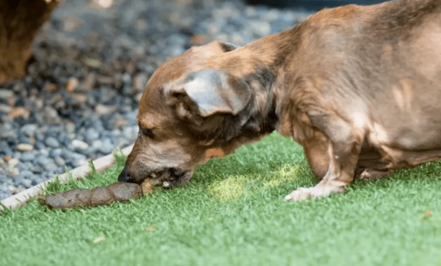 为什么不狗狗不喜欢吃屎？以前是这样.....(图1)