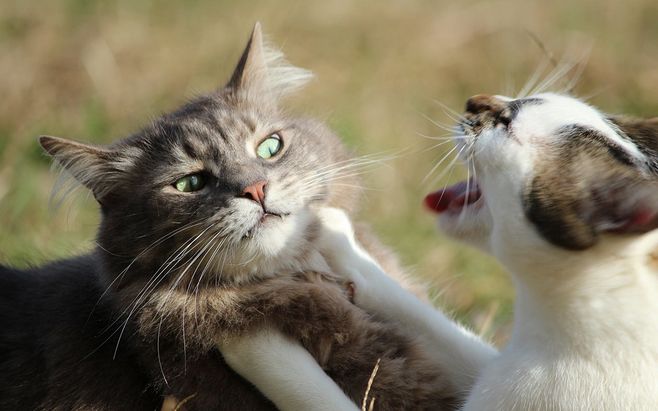 流浪猫上门来求抱养 准妈妈怜意驱赶 是因为猫也刚怀孕了！(图2)