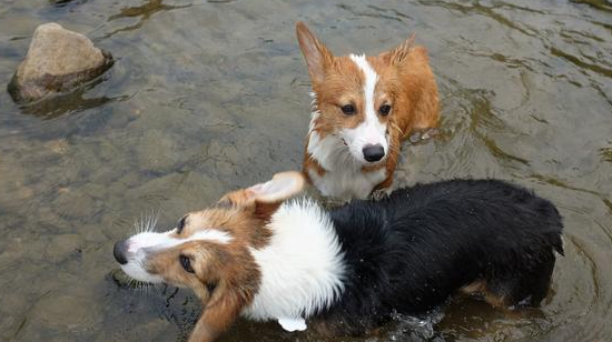 小体型狗狗品种有哪些地方？快来收藏过！(图1)