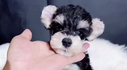 小体型狗狗品种有哪些地方？快来收藏过！(图2)