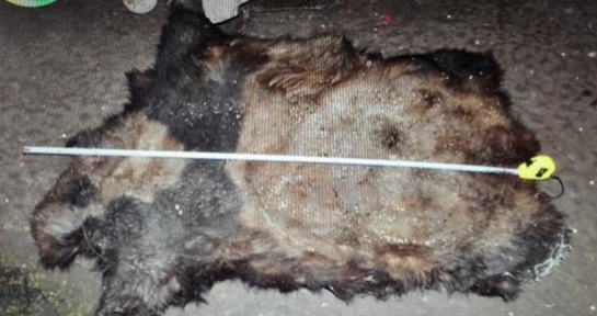 云南成功侦破相互“猎杀大熊猫案”村民因羊被叼走猎杀(图2)