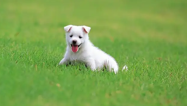 狗为啥要吃屎?有必要知道一点再看看(图2)