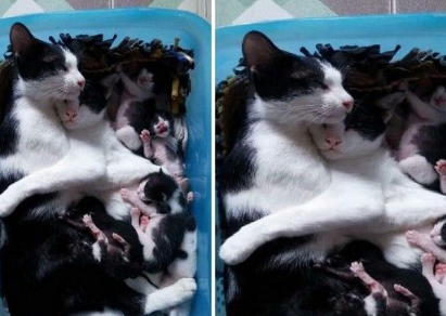 猫妈妈生宝宝累瘫在地暖心猫爸爸搂怀里劝解(图1)