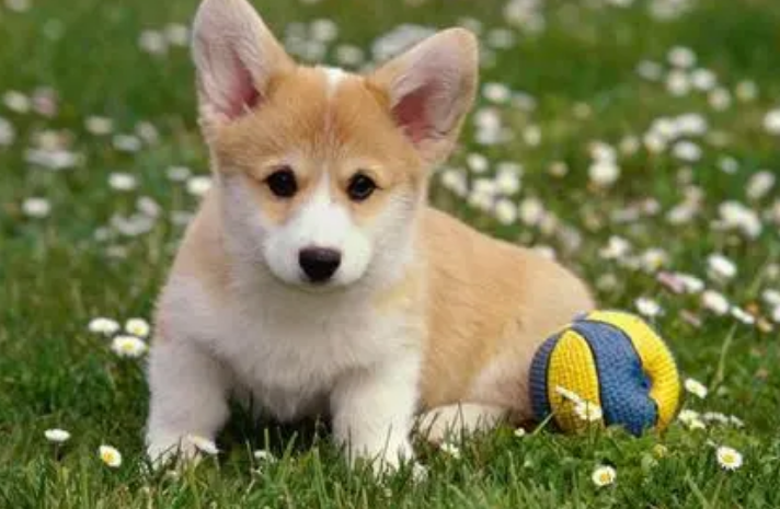 狗会屁么？又为什么是可以(图1)