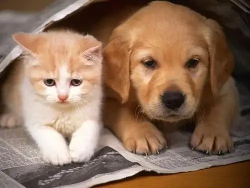送外卖的时候能跟人家的猫咪狗狗相互自拍 这快递小哥太幸福的话了(图1)
