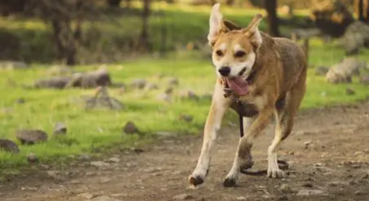 小狗打预防针需要多少钱 你明白了吗？(图1)