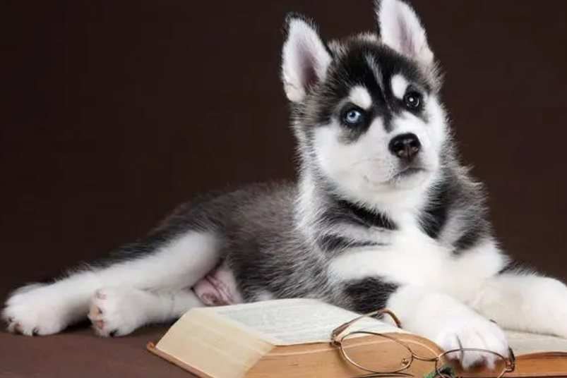 小狗打预防针需要多少钱 你明白了吗？(图2)