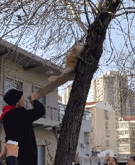 白猫带猫崽学爬树 猫崽畏惧险些从空中坠落 白猫的举动暖心了……(图1)