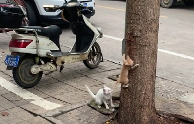 白猫带猫崽学爬树 猫崽畏惧险些从空中坠落 白猫的举动暖心了……(图2)