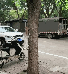 白猫带猫崽学爬树 猫崽畏惧险些从空中坠落 白猫的举动暖心了……(图4)