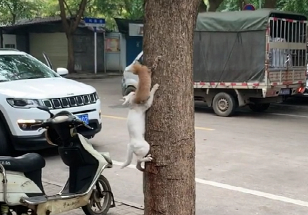 白猫带猫崽学爬树 猫崽畏惧险些从空中坠落 白猫的举动暖心了……(图3)