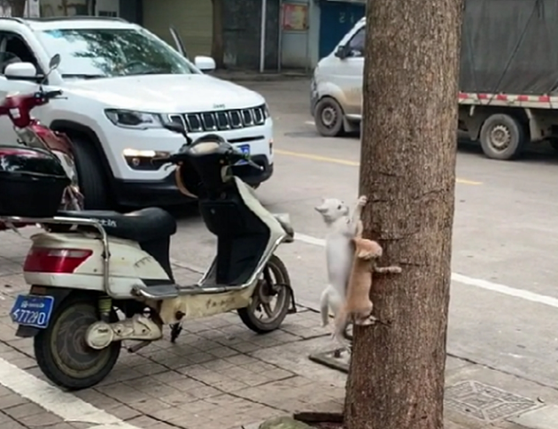 白猫带猫崽学爬树 猫崽畏惧险些从空中坠落 白猫的举动暖心了……(图5)