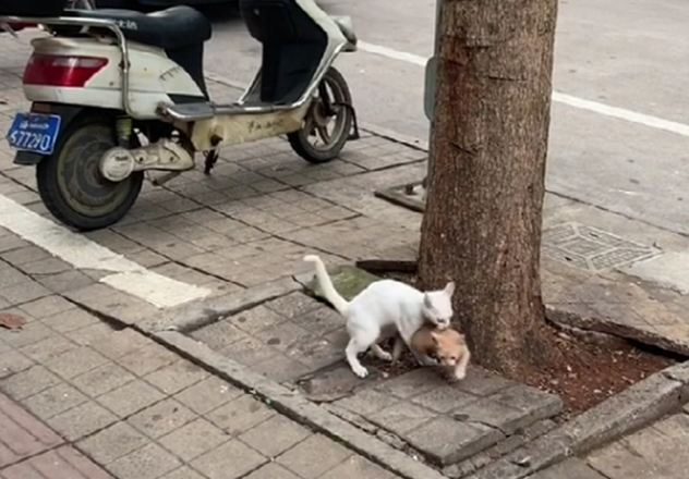 白猫带猫崽学爬树 猫崽畏惧险些从空中坠落 白猫的举动暖心了……(图7)