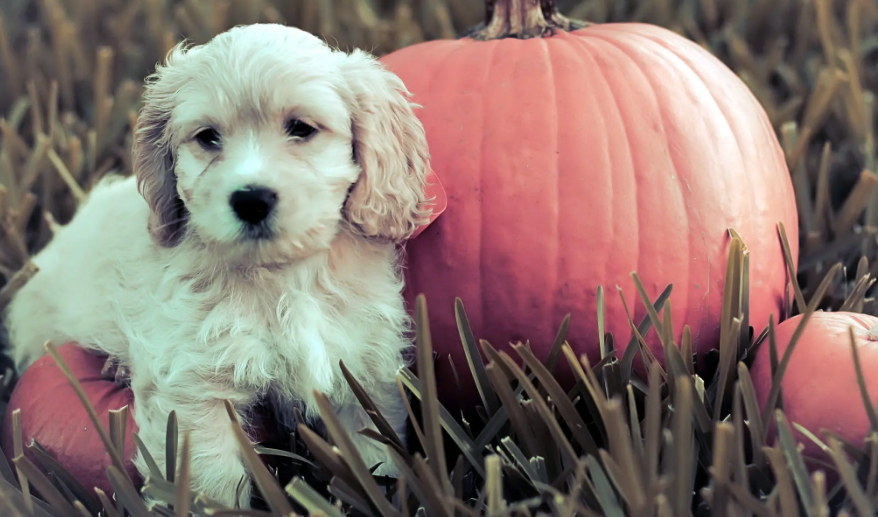 小狗几个月就开始发春?主人要所了解(图2)