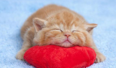 因病永远不会长不是太大的喵星人 身材宛若小奶猫 一生都要承受病痛折磨(图1)