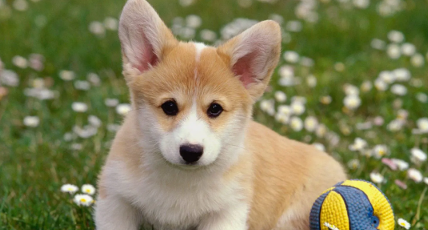 小狗几个月性晚熟？快来get看看(图1)