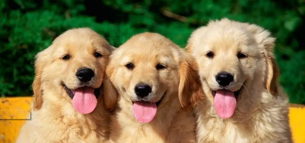 小狗几个月性晚熟？快来get看看(图2)