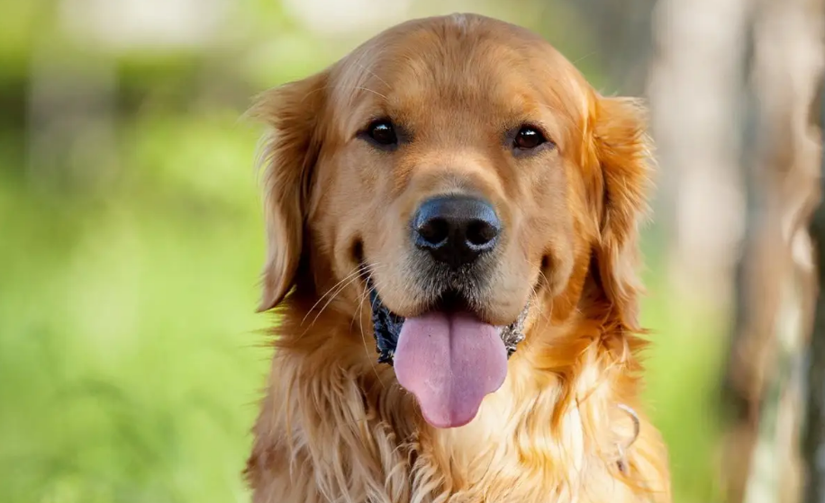 可以治愈犬有哪几种？有必要打听一下下(图1)