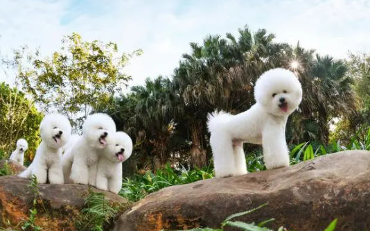 宠主来了解:从星座很难看出你适合养什么狗狗!(图1)