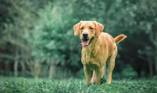 宠主来了解:从星座很难看出你适合养什么狗狗!(图2)