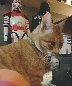 招财猫竟是肯定是你小橘猫叼500元纸钞回家来(图1)