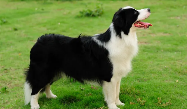 牧羊犬的特点和性格 你知道一点多少？(图1)