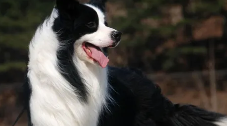 牧羊犬的特点和性格 你知道一点多少？(图2)