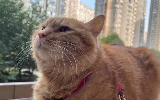 咬人的狗 被杀的猫 陆续拥有热点 这背后都是什么人?(图1)