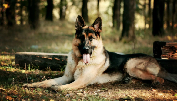 短毛大型犬有都有那些？感兴趣的东西所了解一下吧！(图1)