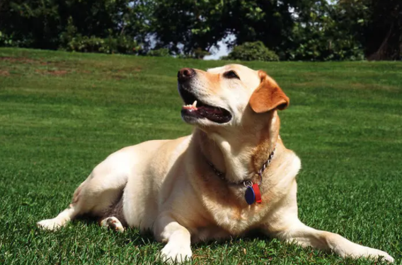 短毛大型犬有都有那些？感兴趣的东西所了解一下吧！(图2)