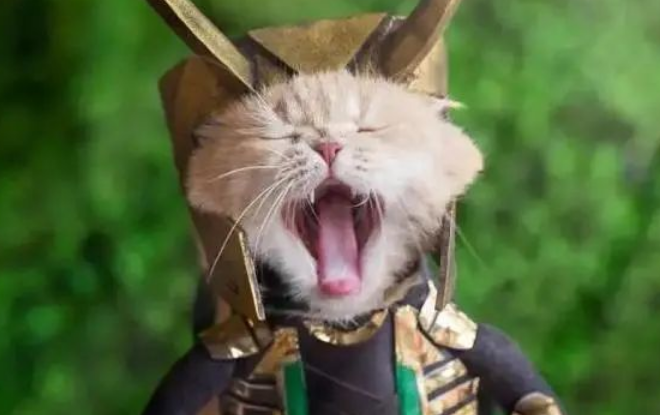猫咪被主人带去菜市场卖菜 这扮相我给满分！猫咪：朕的江山！(图1)