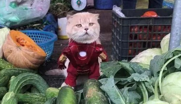 猫咪被主人带去菜市场卖菜 这扮相我给满分！猫咪：朕的江山！(图2)