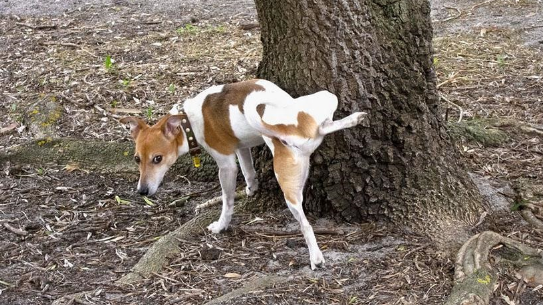 地上喷什么可以以免狗尿？方法在这里(图1)