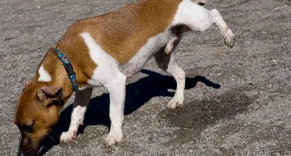 地上喷什么可以以免狗尿？方法在这里(图2)