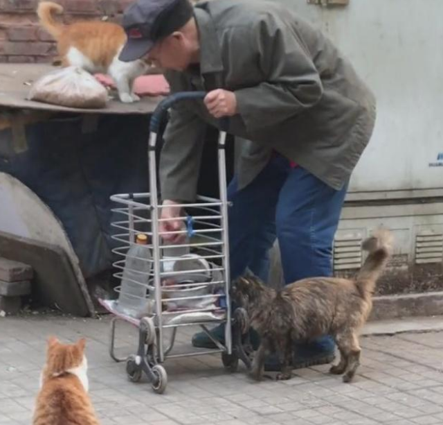 七旬大爷只要能坚持喂猫二十年 只为猫好 网友：这才是发自内心的爱猫者(图1)