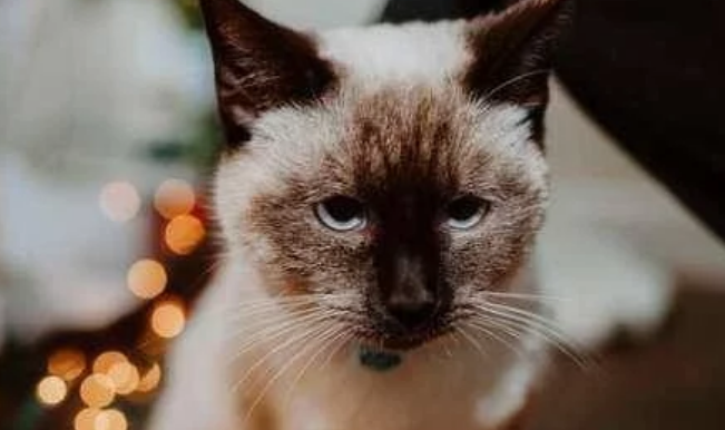 流浪猫上戴项圈 花蛇被主人狠心遗弃 拆下来项圈看到一封信 感动的话了(图1)