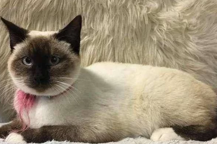 流浪猫上戴项圈 花蛇被主人狠心遗弃 拆下来项圈看到一封信 感动的话了(图2)
