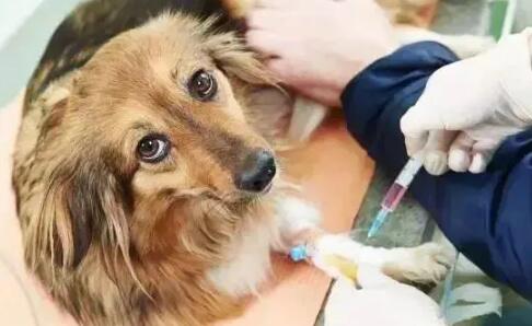 狗狗去打疫苗要注意些什么 慌忙看回来吧(图1)