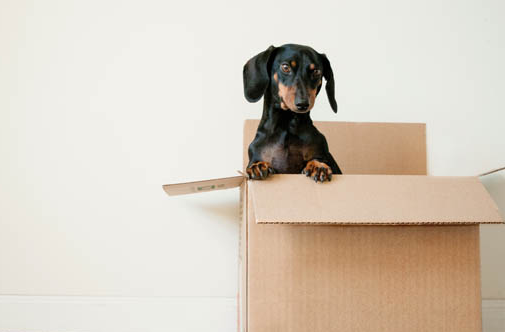 狗狗去打疫苗要注意些什么 慌忙看回来吧(图2)