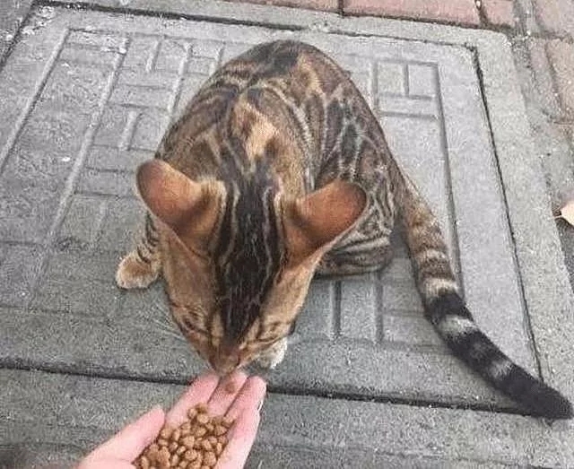 散步时遇见一只流浪猫 朋友看见照片后打来电话：行走的人民币呀(图3)
