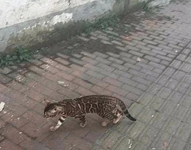 散步时遇见一只流浪猫 朋友看见照片后打来电话：行走的人民币呀(图1)