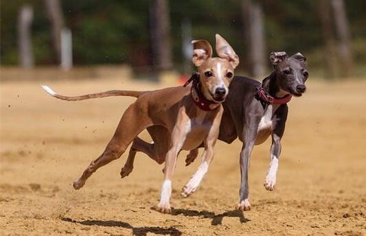 喜欢脸长的狗狗？那就这篇文章不能错过一次~(图1)