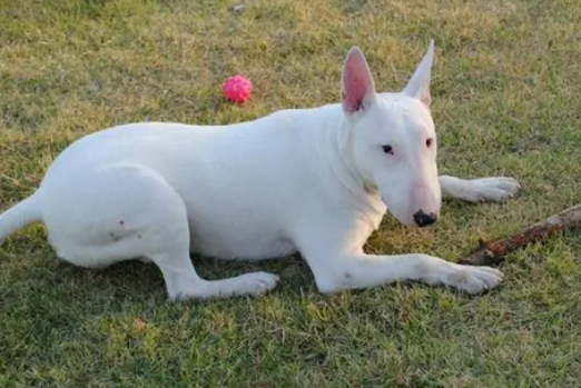 喜欢脸长的狗狗？那就这篇文章不能错过一次~(图2)