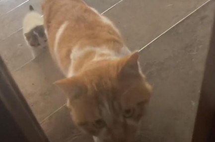 财神来到我家门 大喵小喵来敲门 被很可爱的猫猫跟踪奇遇记(图2)