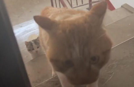 财神来到我家门 大喵小喵来敲门 被很可爱的猫猫跟踪奇遇记(图1)