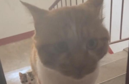 财神来到我家门 大喵小喵来敲门 被很可爱的猫猫跟踪奇遇记(图3)