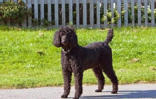 长耳朵长毛的狗狗都有吧什么好品种 有还没有你喜欢的呢~(图1)